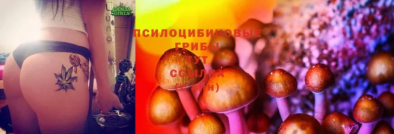 Псилоцибиновые грибы Cubensis  Алейск 